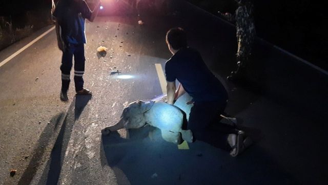 Elefante accidentado en Tailandia