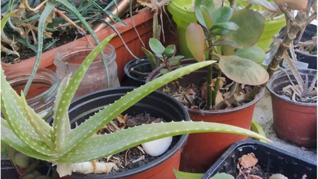 Na balkonu već nedostaje mesta za nove sadnice