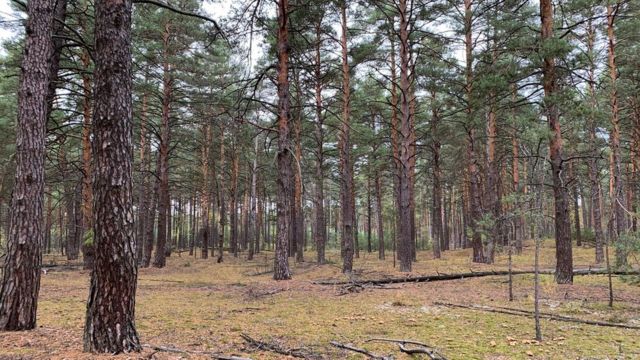 Ліс