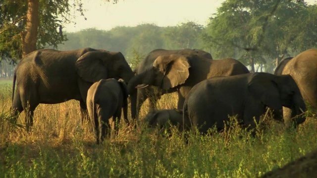 Elephants in Gorongosa park, Mozambique