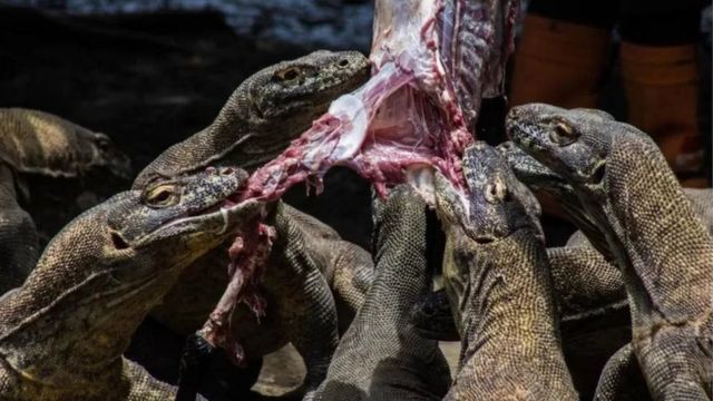 Komodo tengah memakan mangsa mereka