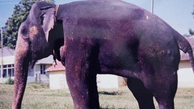 மூர்த்தியின் உடம்பில் உள்ள பால்ரஸ் குண்டு தழும்புகள்