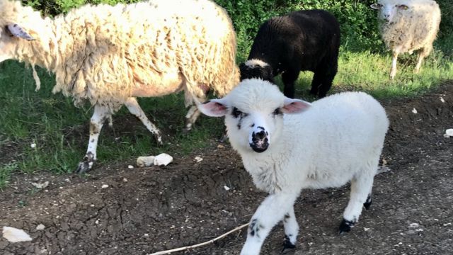 ovca, jagnje