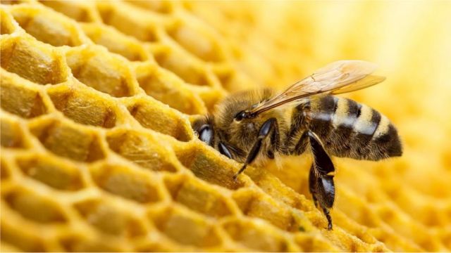 Les bienfaits du miel en rayon - Association Confidences d'Abeilles