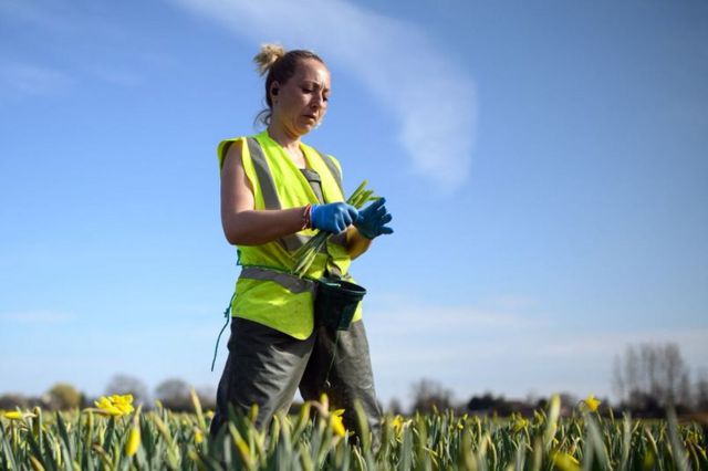 مهاجرة رومانية تعمل في مزرعة زهور في المملكة المتحدة