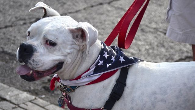 What dogs are banned in the united states