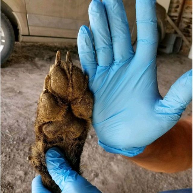 Imagem mostra pata do animal sendo medida por uma mão