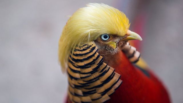 طائر تدرج ذهبي في حديقة حيوانات بمدينة هانجتشو الصينية
