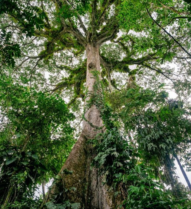 Árbol de ceiba en la Amazonia