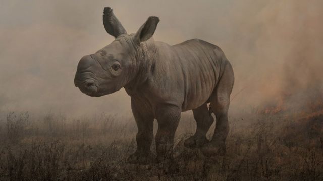 Photograph of a rare white rhino in a field named Alan by Rory Carnegie in 2013
