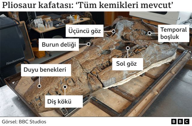 kafatası