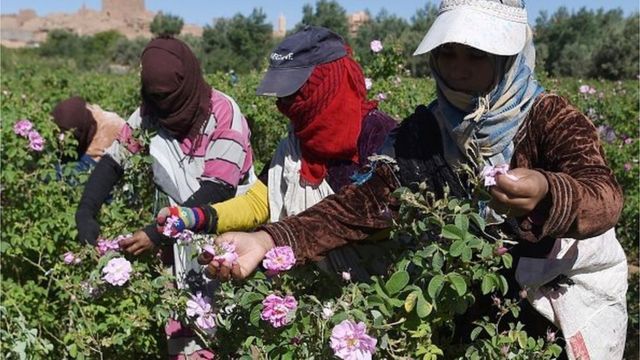 agriculture, maroc, ue