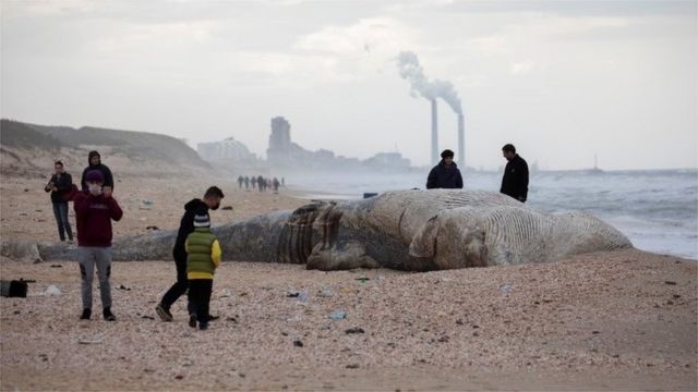 People stand near the body of a dead whale after it washed ashore from the Mediterranean near Nitzanim, Israel February 19, 2021