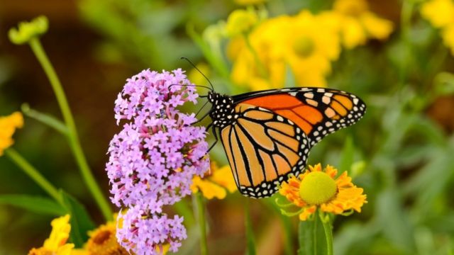 蝴蝶是地球上最稀有、最美丽的其中一种生物，可以作为气候变化的象征(photo:BBC)
