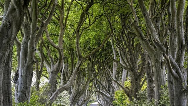 Qué nos pueden enseñar los árboles sobre la vida y la felicidad - BBC News  Mundo