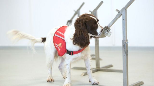 A medical detection dog