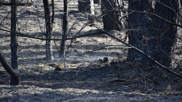 пожежа в Гороб'ївці