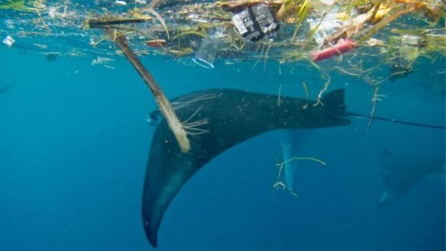 塑料污染 鲸鱼的痛苦你应该懂 c News 中文
