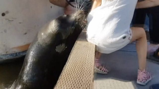 Морской лев тащит девочку в воду