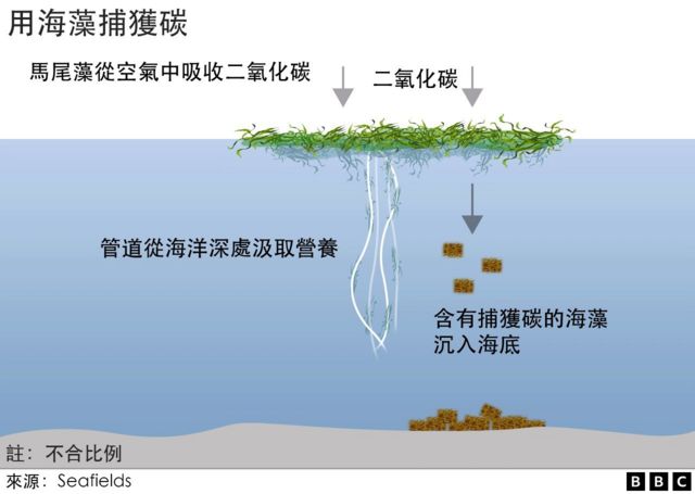 气候变化：用大规模海藻养殖捕获大气中的二氧化碳(photo:BBC)