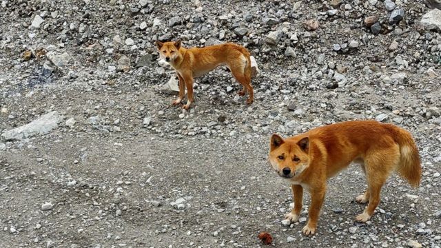 Anjing bernyanyi Papua, hewan 'sakral' yang diperkirakan dibawa ke