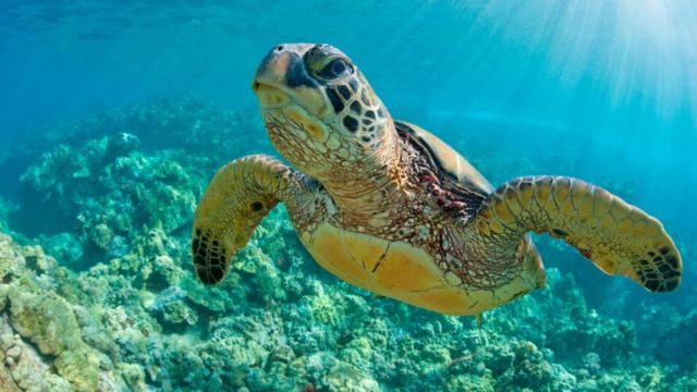 Okean Balıqlar Tısbağa