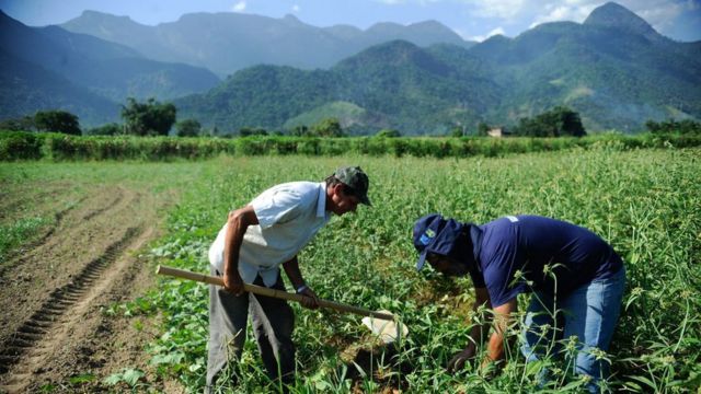 Dois homens trabalham na lavoura em meio a montanhas verdes e dia ensolarado