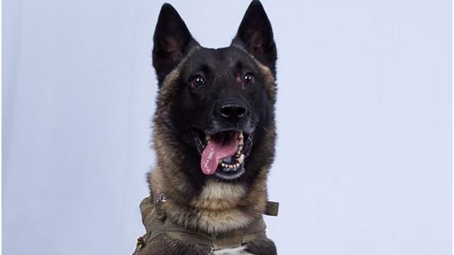 Dog involved in military raid