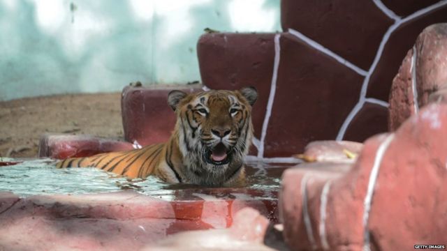 अहमदाबाद के एक चिड़ियाघर में गर्मी से राहत के लिए पानी में बैठा एक बाघ