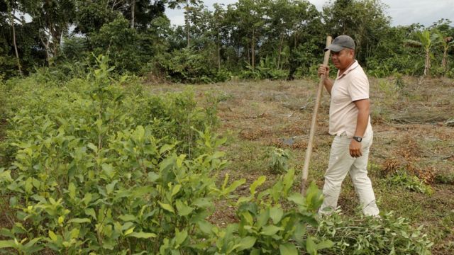 Jenner Barbosa erradicando las últimas plantas de coca que quedan en su finca (Foto: Natalio Cosoy/ BBC Mundo)