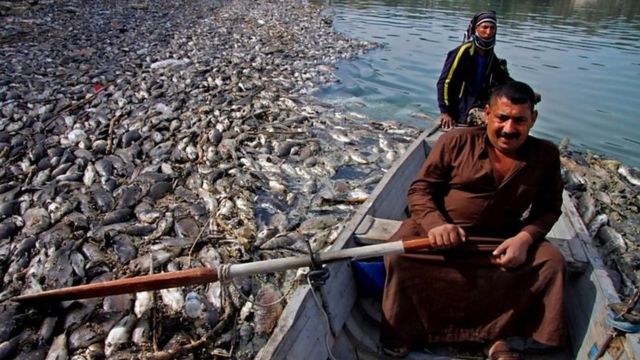 خشکسالی شدید در ۲۰۱۸ به مرگ هزاران ماهی در رودخانه‌ها منجر شد