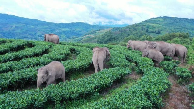 Стадо слонов на плантации