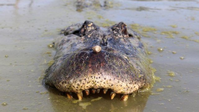 La impresionante foto de graduación de una joven en Estados Unidos  acariciando a un cocodrilo de 4 metros de largo - BBC News Mundo