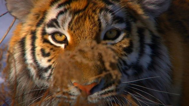 Five newborn Siberian tigers make public appearance - Headlines, features,  photo and videos from , china, news, chinanews, ecns