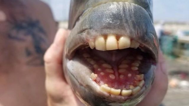 Fish with 'human' teeth caught in North Carolina - BBC News