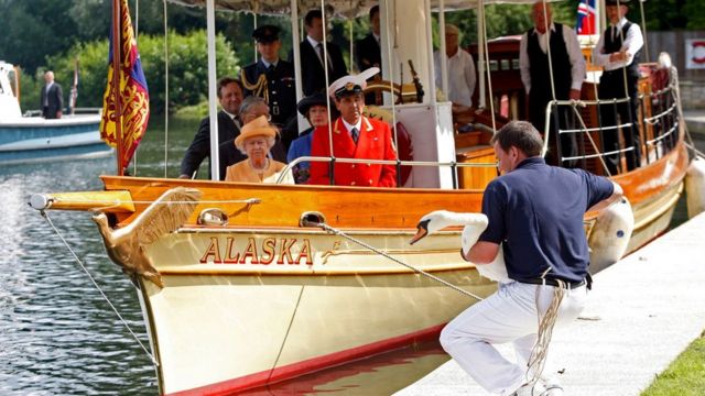 ملکه الیزابت دوم همراه با دیوید باربر (با ژاکت قرمز)، سرشماری قو را از قایق در رودخانه تیمز تماشا می‌کند