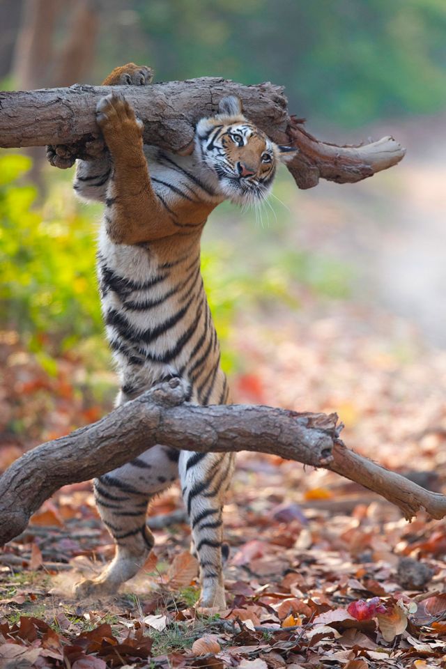A tiger clings to a branch