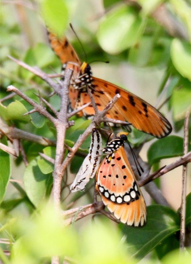 Butterflies on a branch