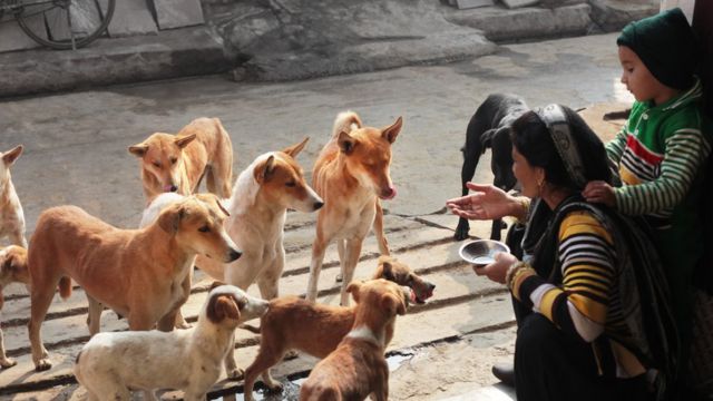 Video de cachorros fazendo coisas engraçadas