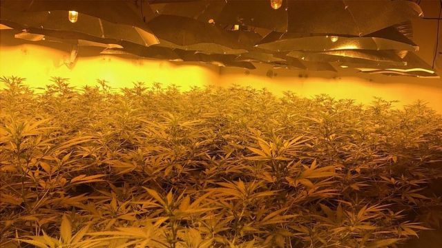 марихуана плантации