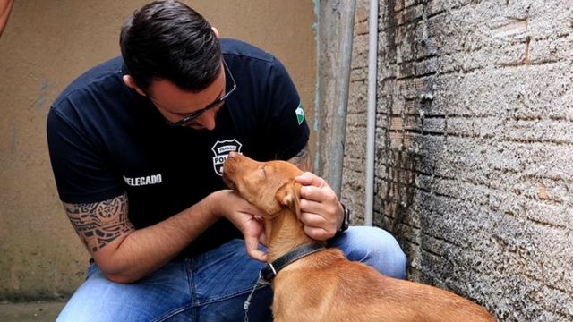 Matheus Laiola fazendocarinho em cão resgatado