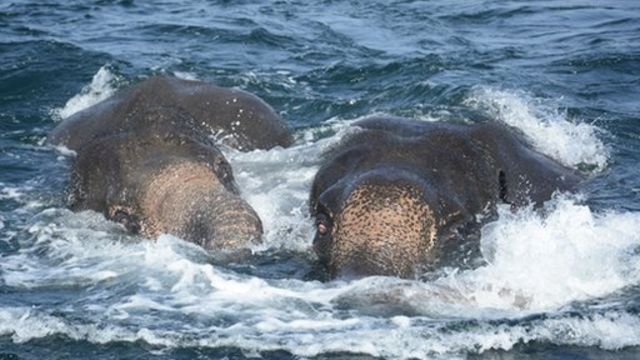இலங்கை: கடலில் மூழ்கிய யானைகள் கடற்படையினரால் மீட்பு