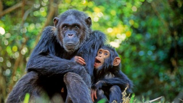 Mother Chimpanzee with offspring at Gombe