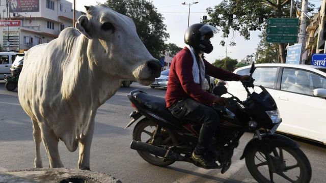 Una vaca al lado de una motocicleta.