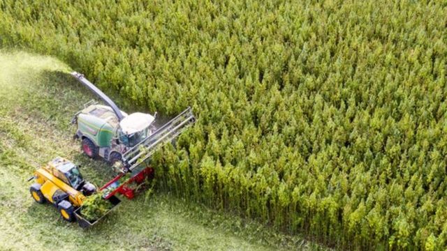 Máquina faz colheita em plantação de canabis