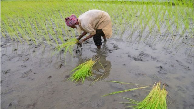 কৃষি জমিতে পলির অন্যতম উৎস বন্যার পানি।