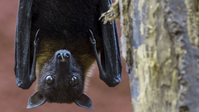 A bat hanging upside down