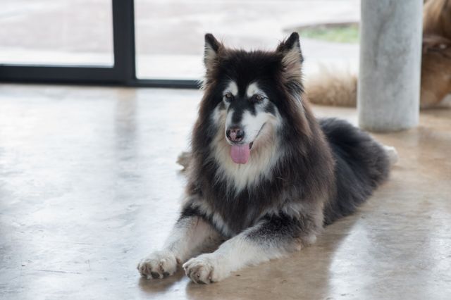 Un perro de raza Alaskan Malamute en una oficina de Google.