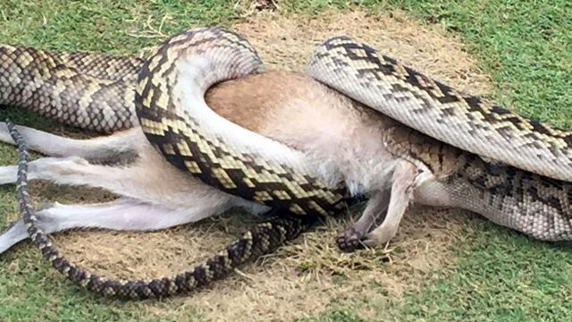 ये पायथन इंडोनेशिया, पपुआ न्यूगिनी और ऑस्ट्रेलिया में पाए जाते हैं.