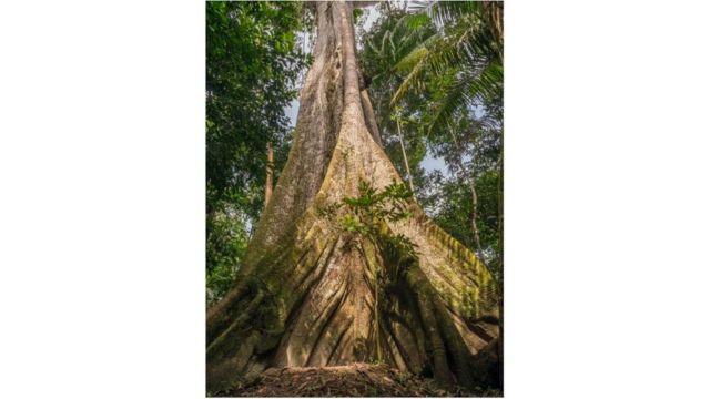 Tronco de árvore amazônica